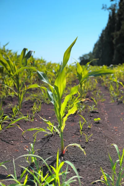 Groene maïs spruiten — Stockfoto