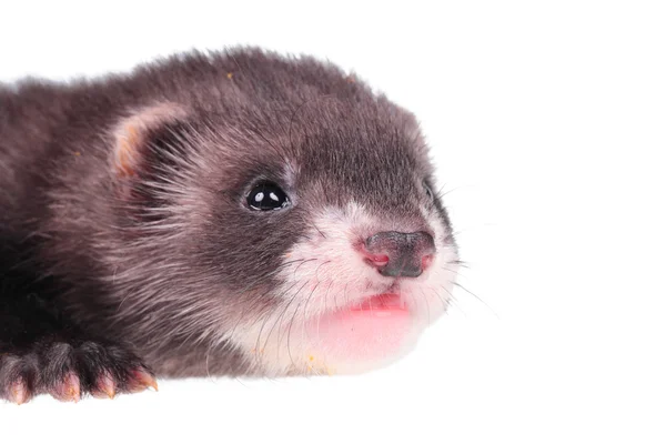 Kleine ferret baby — Stockfoto