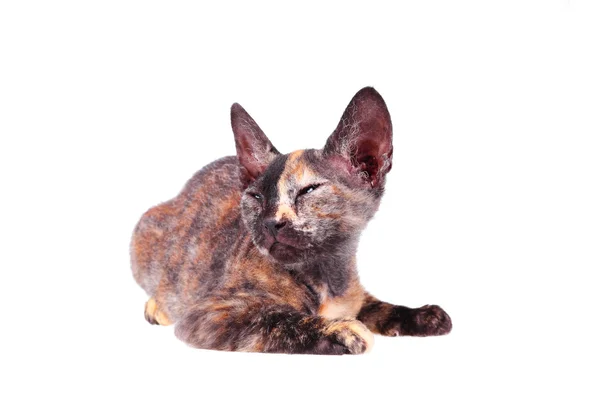 Молодая канадская кошка-сфинкс — стоковое фото