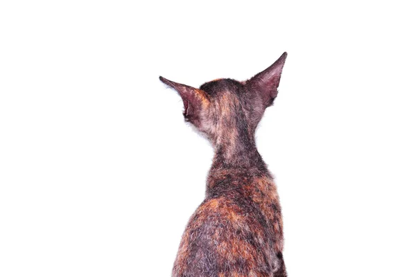 若いカナダのスフィンクス猫 — ストック写真