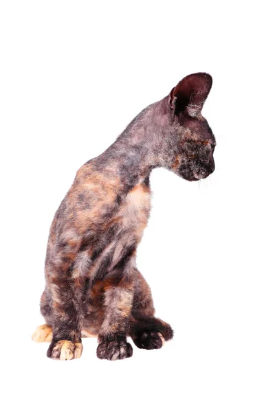 Joven canadiense esfinge gato — Foto de Stock