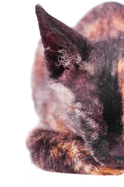 Kot Sfinks kanadyjski młodych — Zdjęcie stockowe
