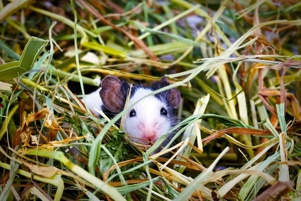 Saman içinde oturan genç fare — Stok fotoğraf