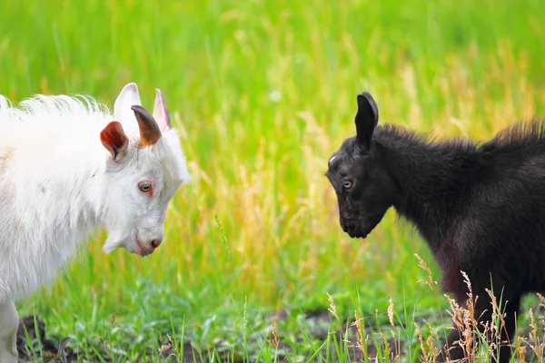 Chèvres adultes et jeunes se battant avec la tête — Photo