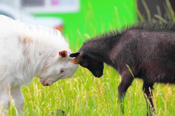 Chèvres adultes et jeunes se battant avec la tête — Photo