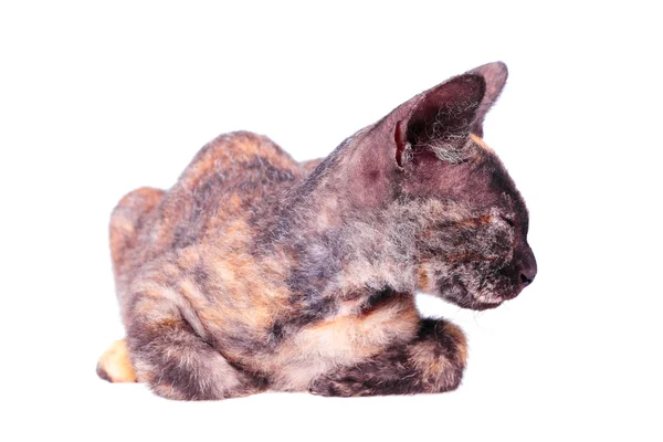 Kot Sfinks kanadyjski młodych — Zdjęcie stockowe