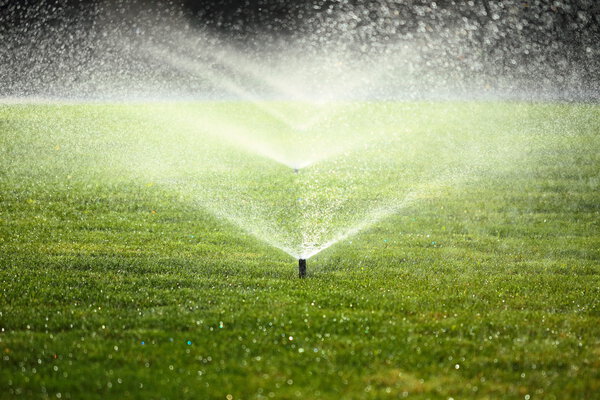 garden sprinkler on the green lawn