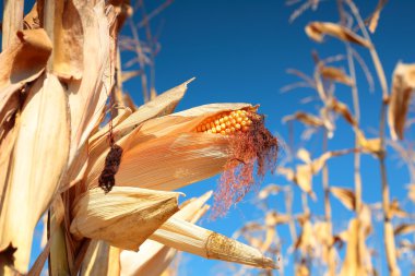 Altın olgun Mısır Fabrikası