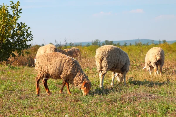 Ovelhas pastam no prado — Fotografia de Stock