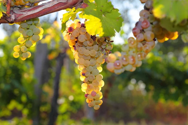 Bunches of ripe grapes on the vine