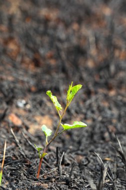 young green sprout after fire. clipart