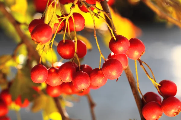 Zralé hawthorn na podzim — Stock fotografie