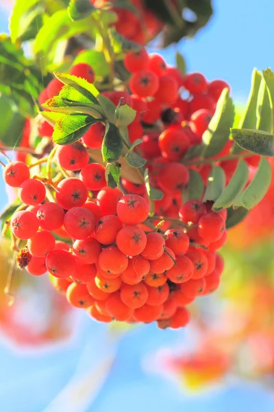 Ashberry with leafs — Stock Photo, Image