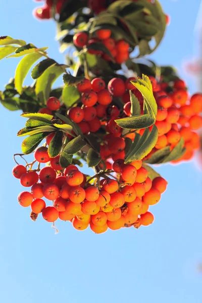 Ashberry with leafs — Stock Photo, Image