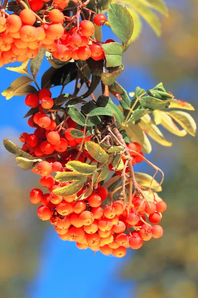 Ashberry med blad — Stockfoto