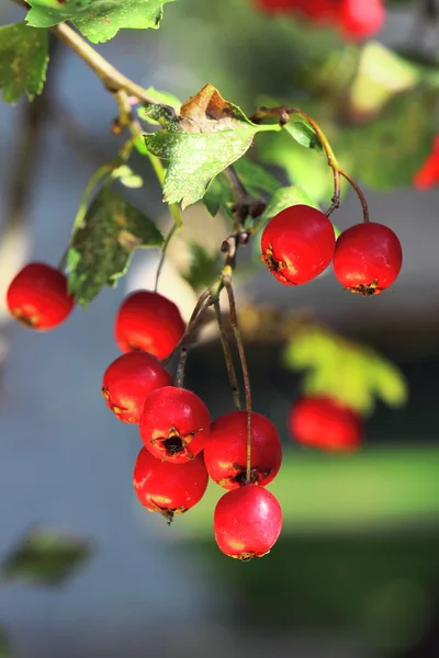 Ripe hawthorn in autumn — Stock Photo, Image