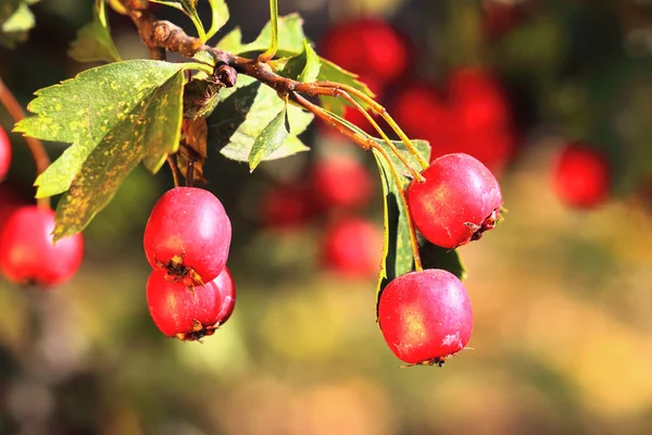 Ripe hawthorn in autumn — Stock Photo, Image