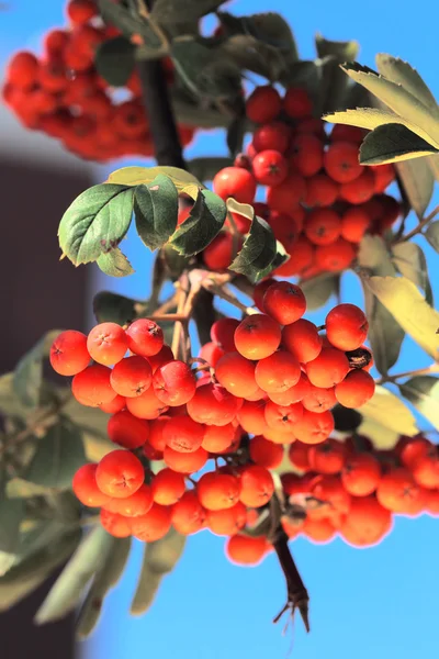 Ashberry with leafs — Stock Photo, Image