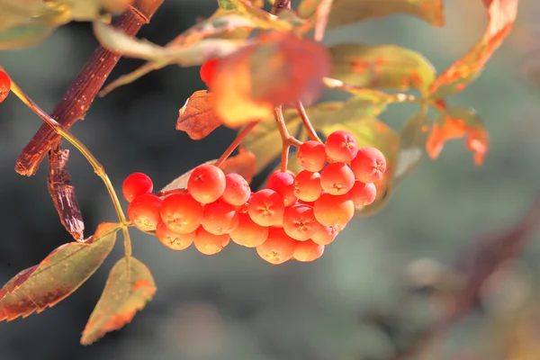 Ashberry with leafs — Stock Photo, Image