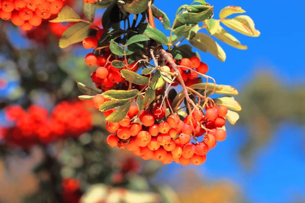 Ashberry with leafs — Stock Photo, Image