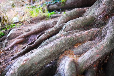 büyük ağaç köklerine kadar kapalı