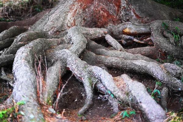 Cerrado grandes raíces de árboles —  Fotos de Stock