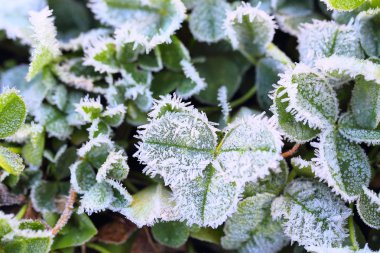 Bahar yeşil çim karda