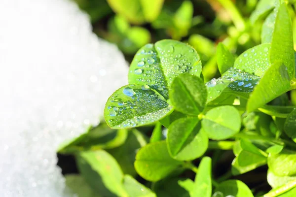 雪の中で春の緑の草 — ストック写真