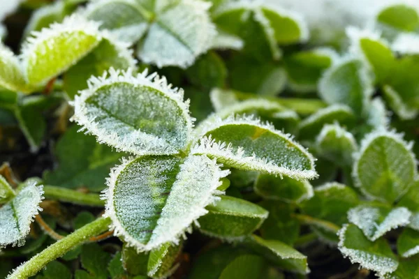 Våren gröna gräs i snö — Stockfoto