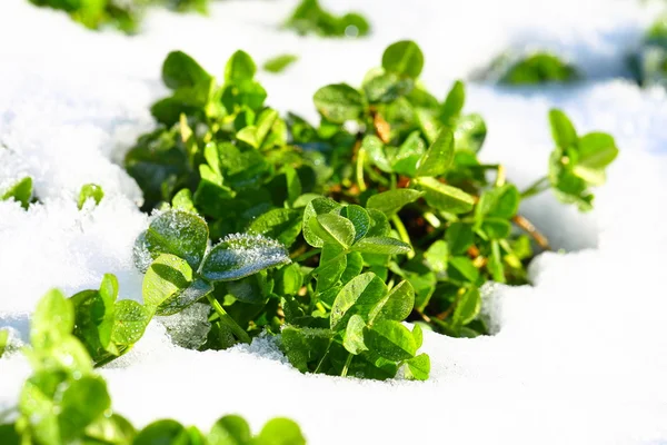 雪の中で春の緑の草 — ストック写真