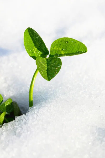 雪の中で春の緑の草 — ストック写真