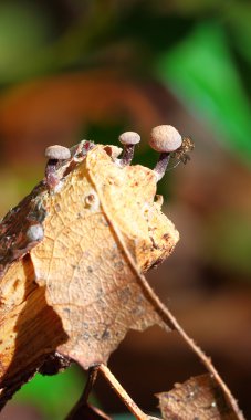 küçük mantar makro