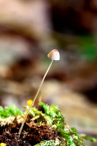 작은 버섯 매크로 — 스톡 사진