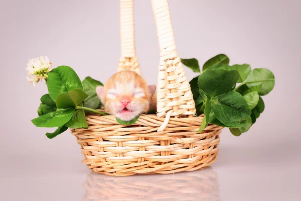 Winziges Kätzchen im Korb — Stockfoto