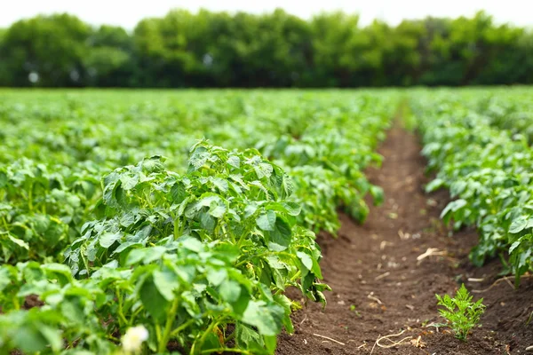 Linhas no campo de batata — Fotografia de Stock