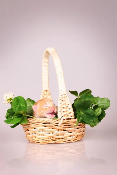 Tiny kitten in basket — Stock Photo, Image