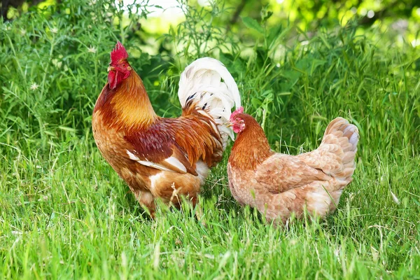 Gallo rojo — Foto de Stock