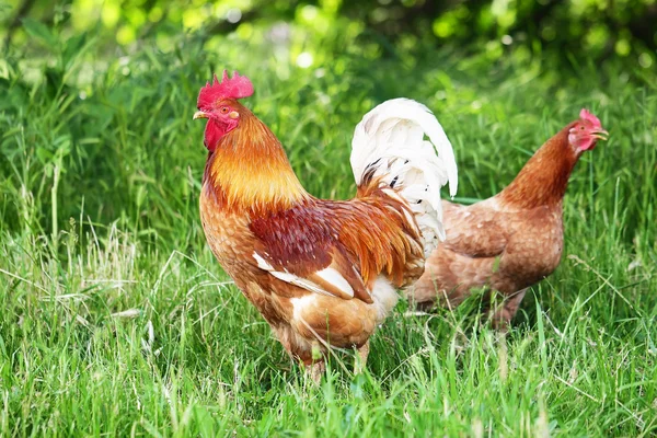 Gallo rojo — Foto de Stock