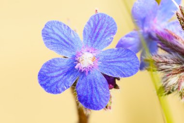 Blue Anchusa flower