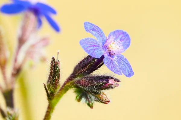 Blå Anchusa blomst - Stock-foto