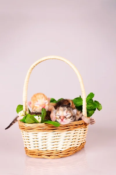 Tiny kitten in basket — Stock Photo, Image