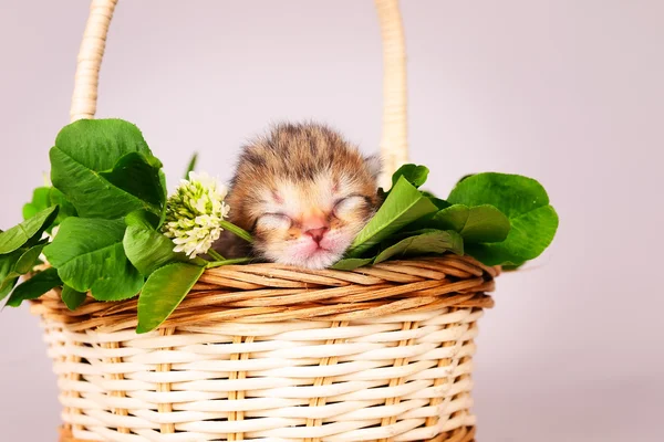 Minuscule chaton dans le panier — Photo