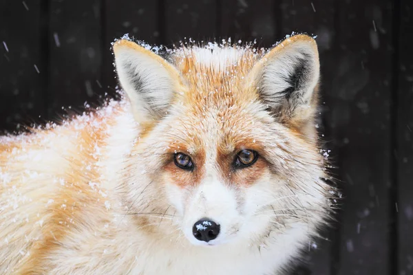 Portrait of a golden fox, Vulpes vulpes — Zdjęcie stockowe