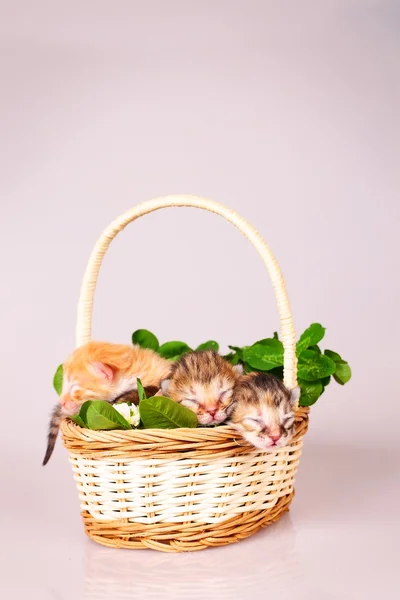 Крошечный котенок в корзине — стоковое фото