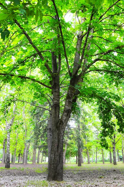 Green chestnut tree — 图库照片