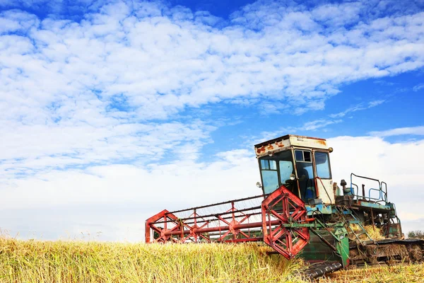 Ripe rice harvesting — Stock Photo, Image