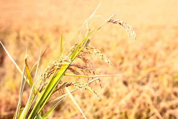 Campo di riso — Foto Stock