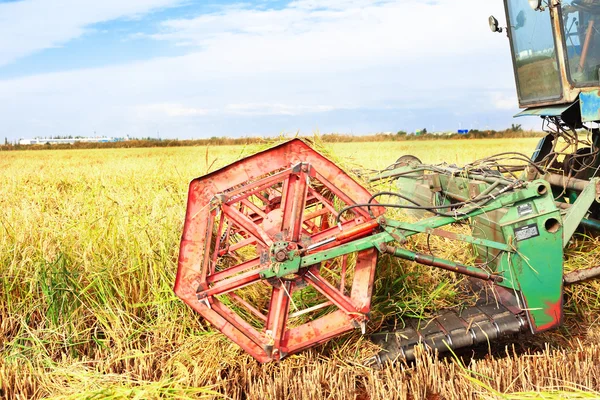 Colheita de arroz maduro — Fotografia de Stock