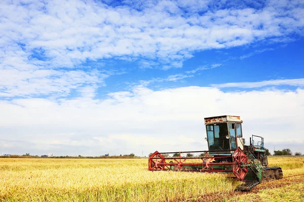 Ripe rice harvesting — Stock Photo, Image