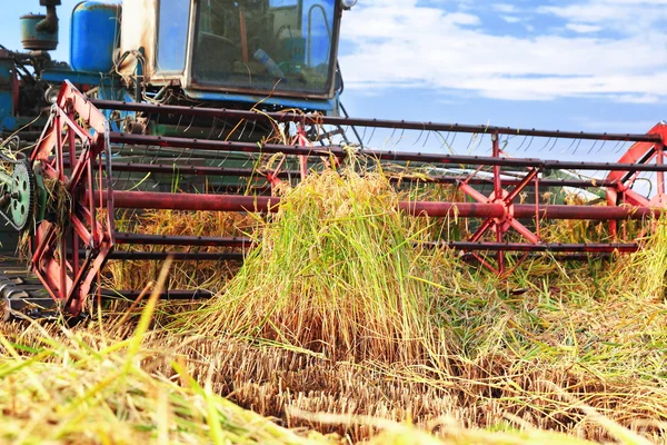 Ripe rice harvesting — Stock Photo, Image